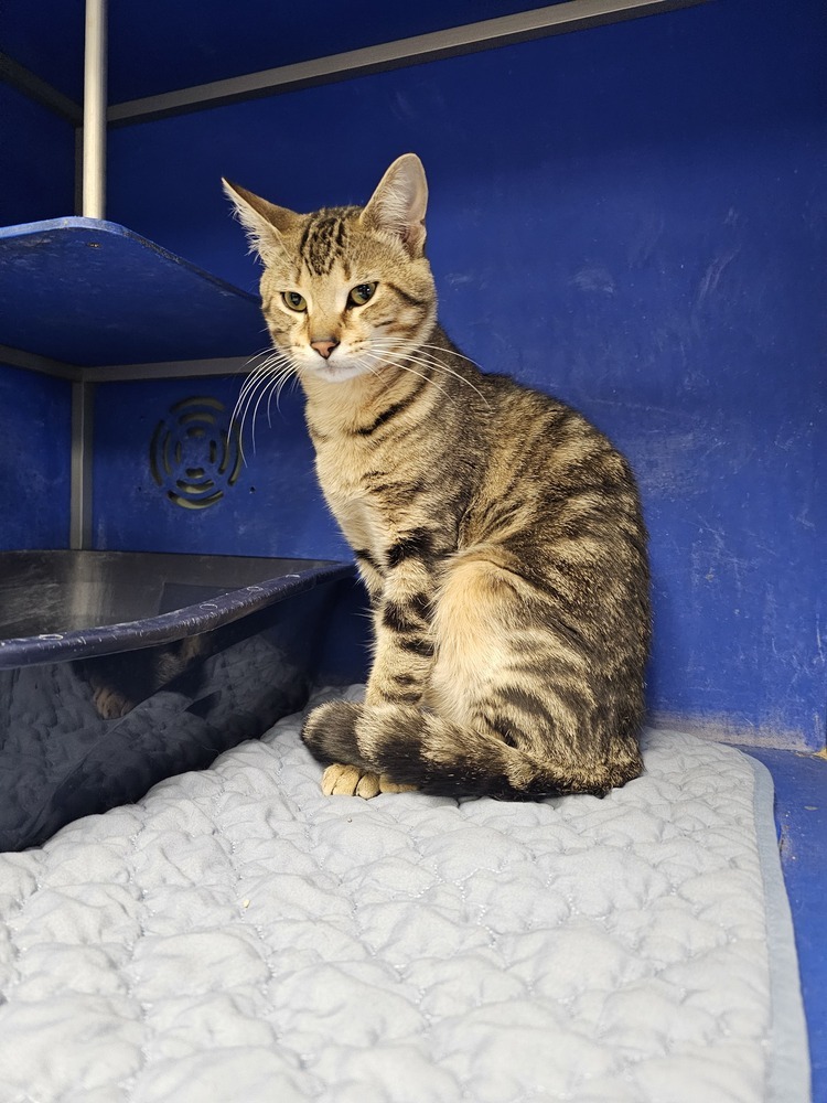 Critter, an adoptable Domestic Short Hair in Houghton, MI, 49931 | Photo Image 2