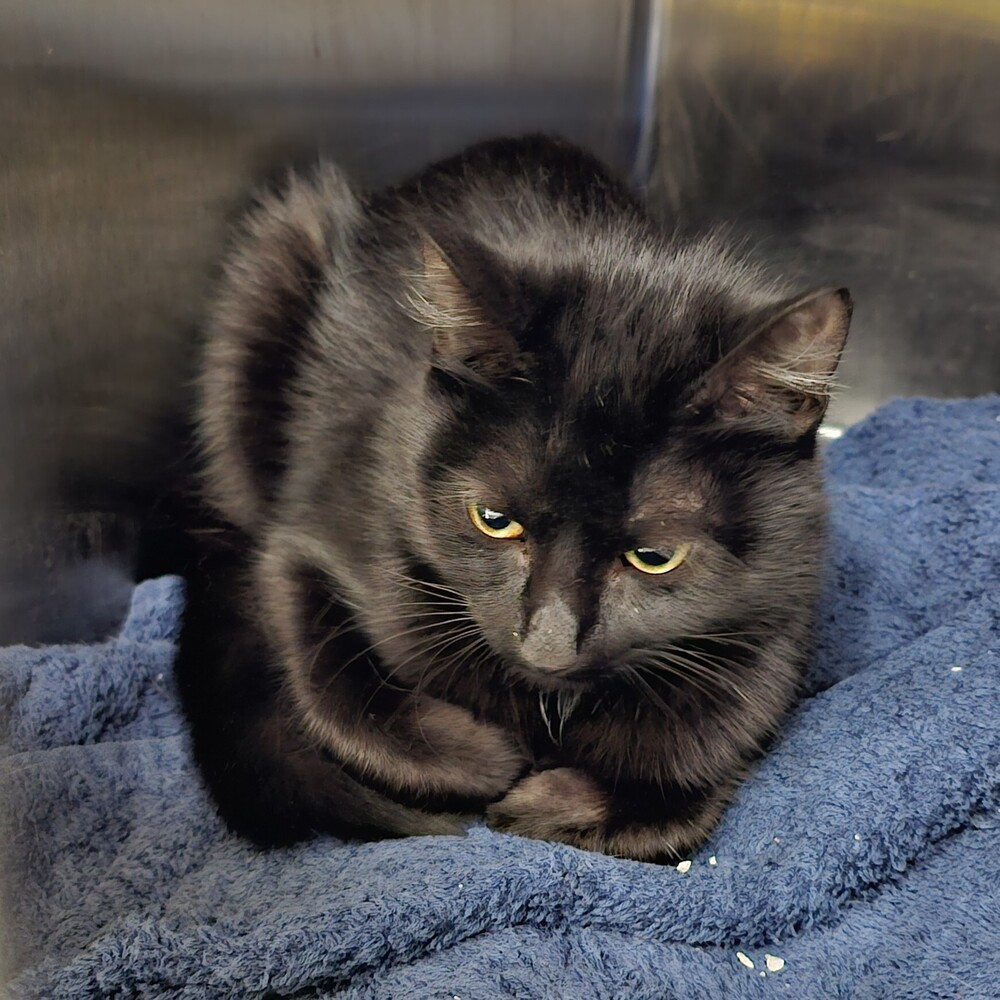 Joan, an adoptable Domestic Short Hair in Houghton, MI, 49931 | Photo Image 1