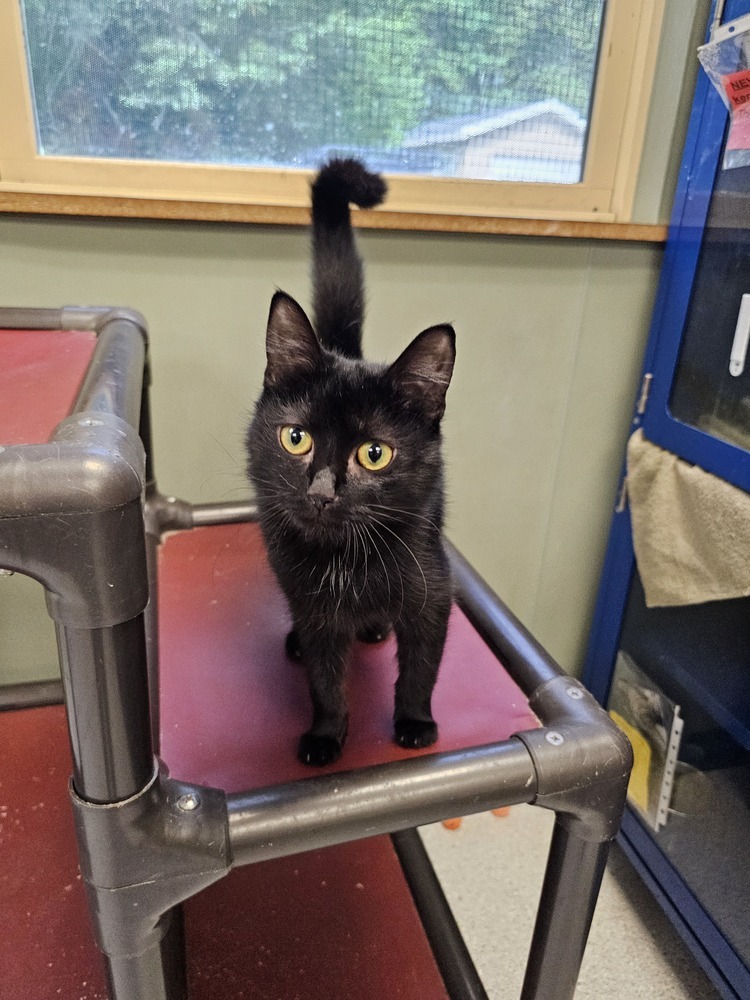 Joan, an adoptable Domestic Short Hair in Houghton, MI, 49931 | Photo Image 1