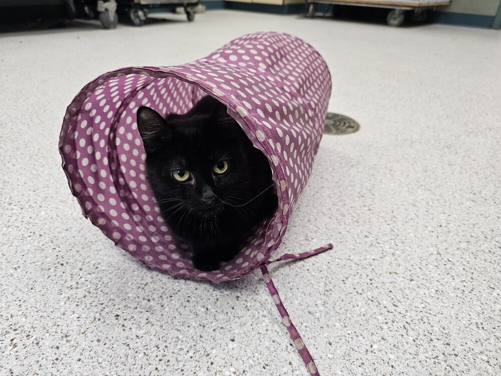Joan, an adoptable Domestic Short Hair in Houghton, MI, 49931 | Photo Image 2