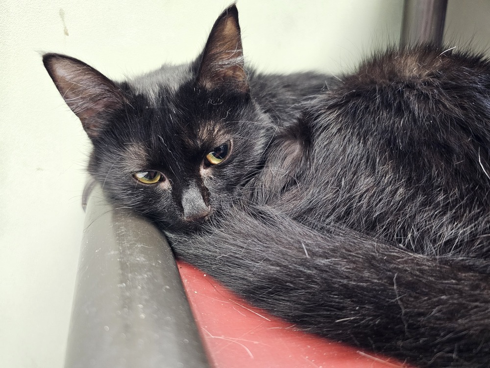 Joan, an adoptable Domestic Short Hair in Houghton, MI, 49931 | Photo Image 3