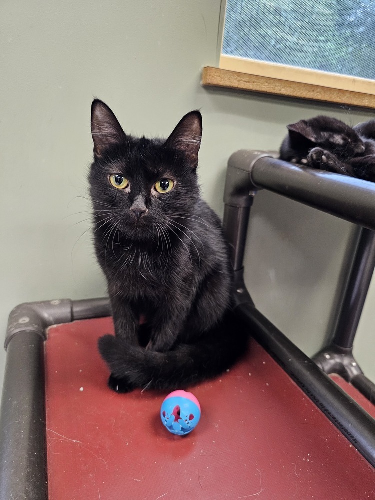 Joan, an adoptable Domestic Short Hair in Houghton, MI, 49931 | Photo Image 4