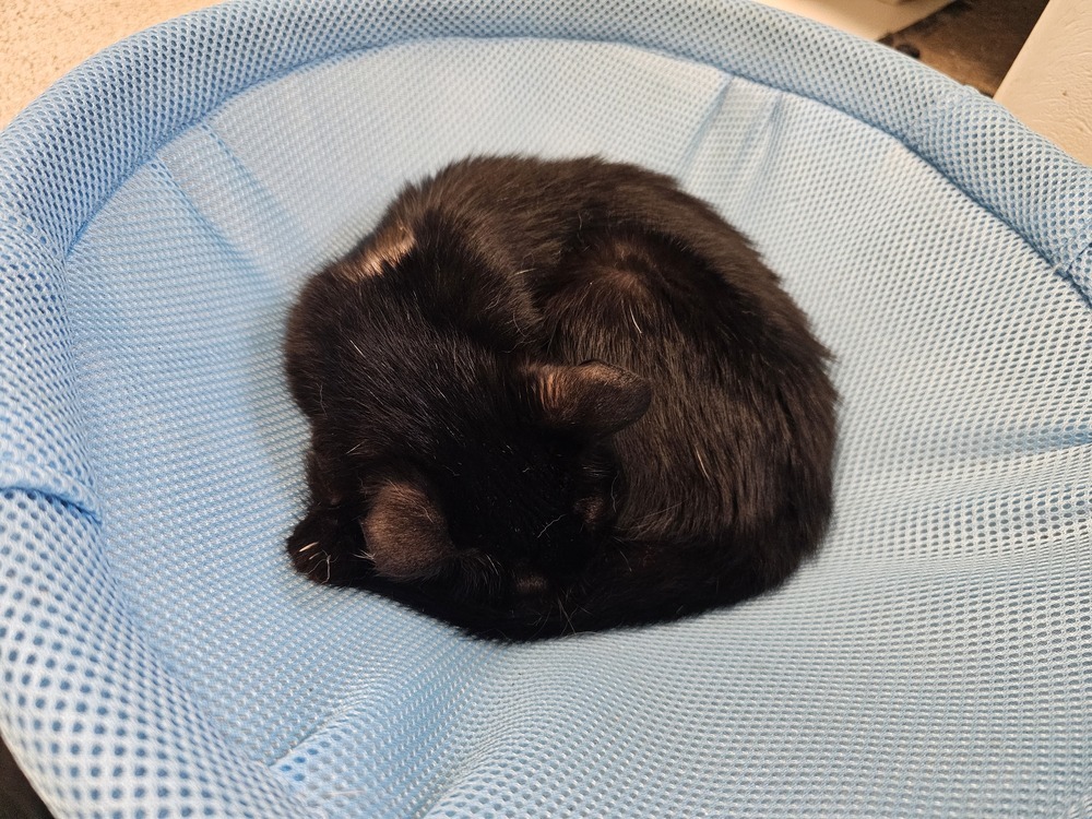 Joan, an adoptable Domestic Short Hair in Houghton, MI, 49931 | Photo Image 5
