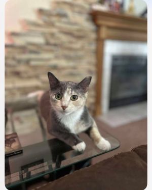 Nala May, Young Female unknown