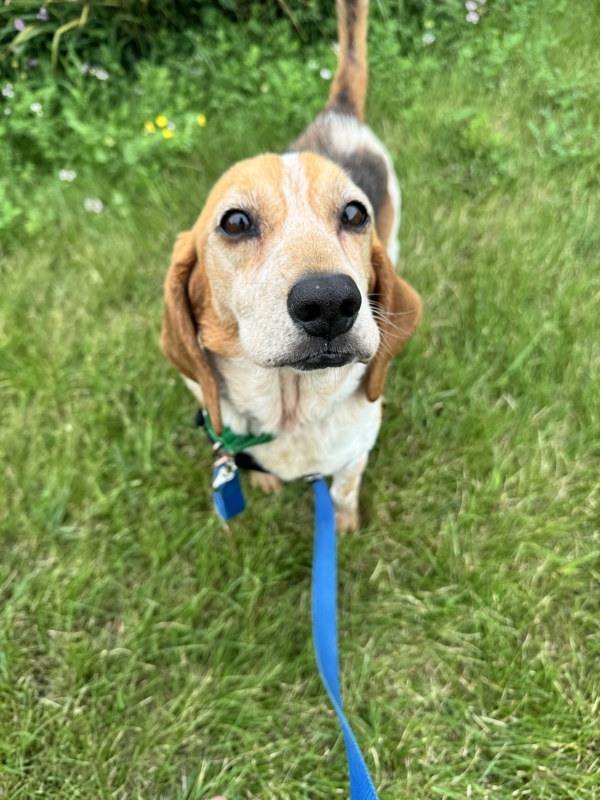 Waffles Jr.