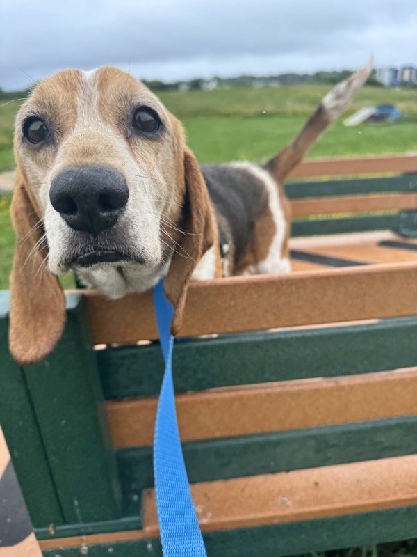 Waffles Jr.
