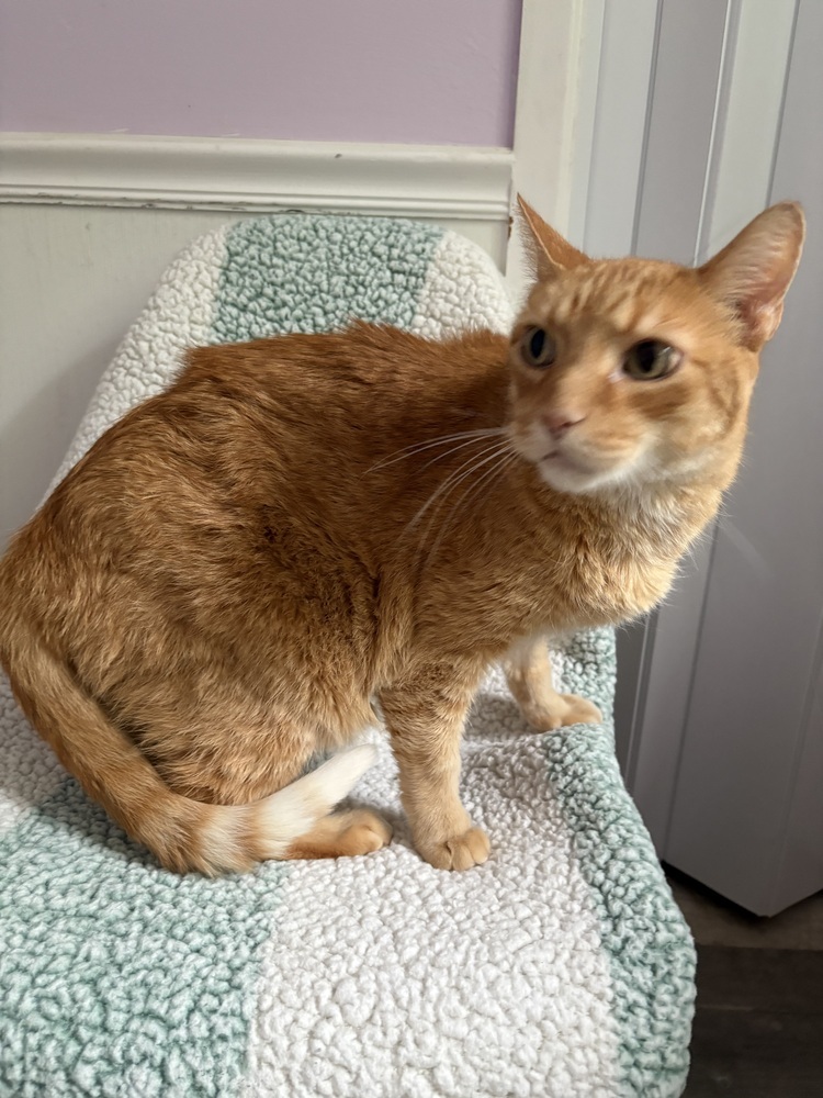 Mingo