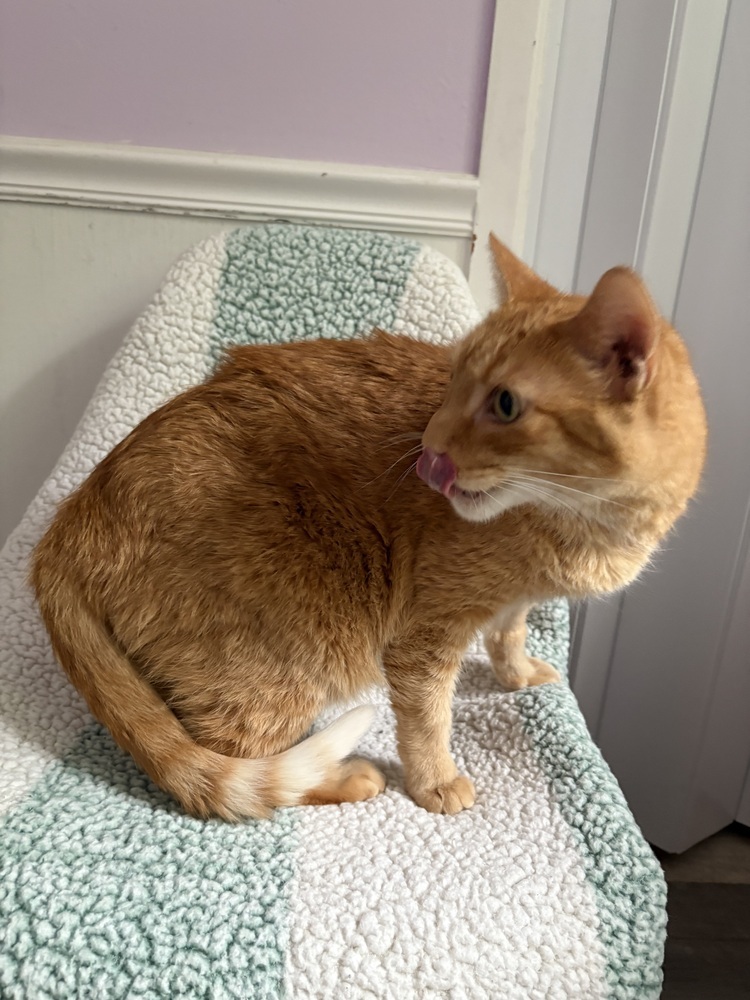 Mingo