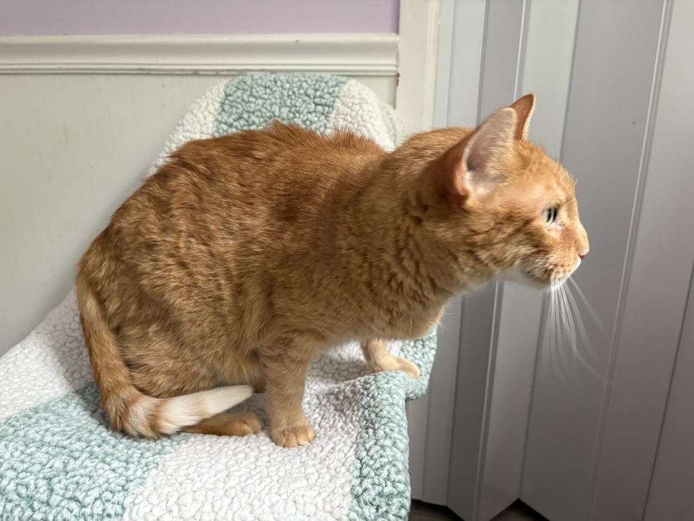Mingo