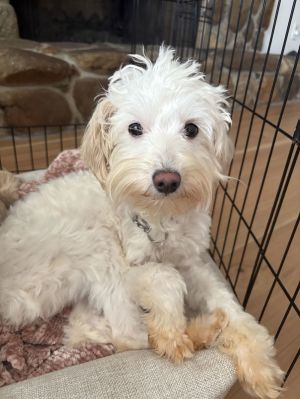 Poppy, Young Female unknown