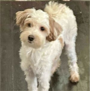 Biscuit, Young Male unknown
