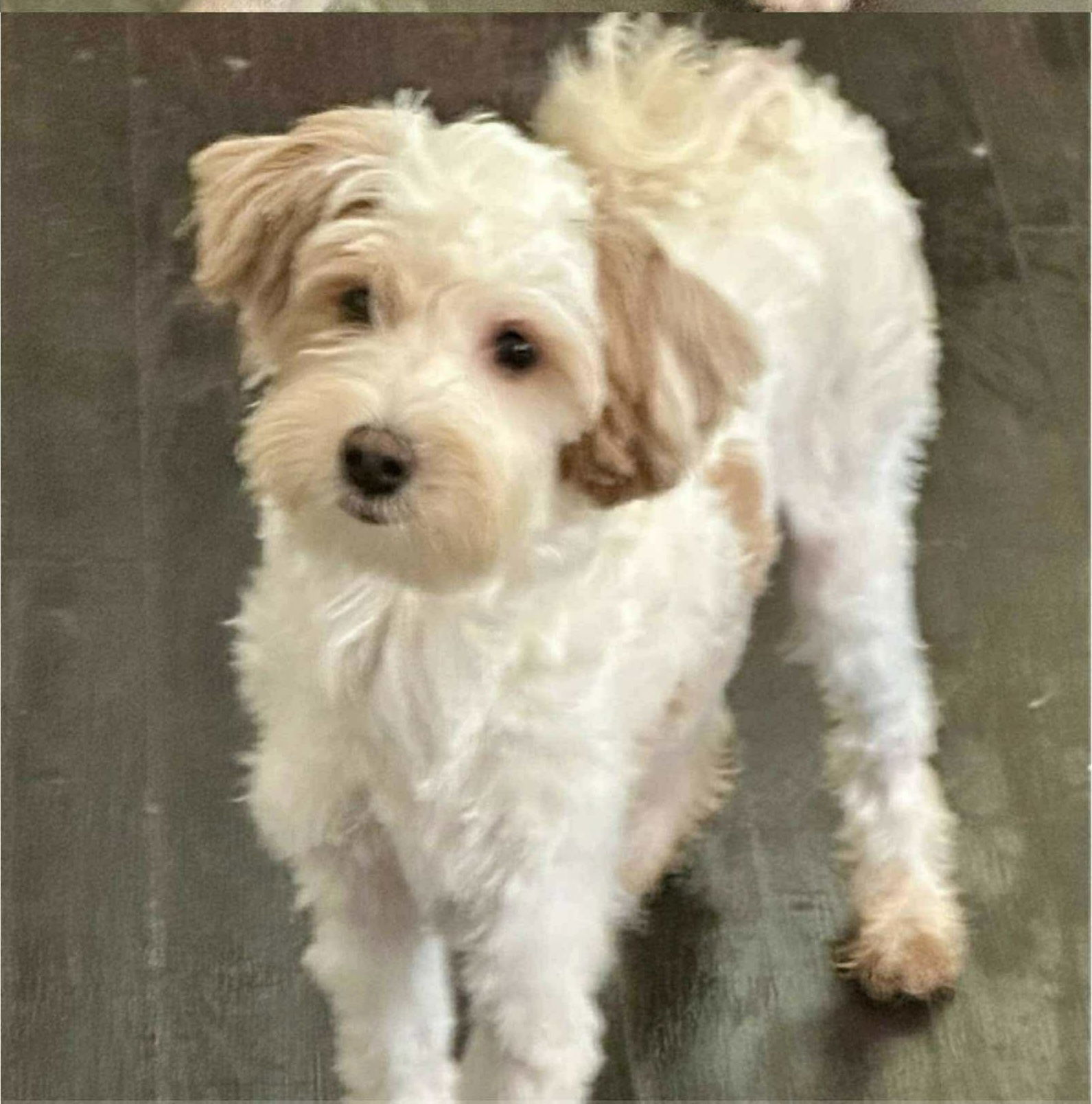 Biscuit