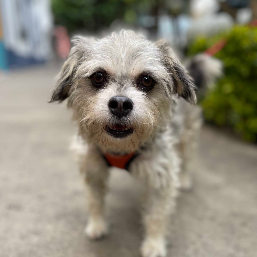ZORRO, an adoptable Schnauzer, Poodle in Langley, BC, V2Y 3K1 | Photo Image 1