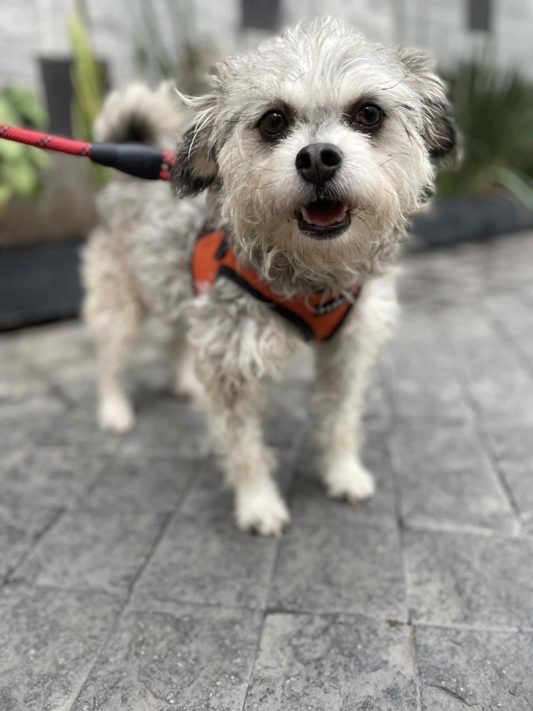 ZORRO, an adoptable Schnauzer, Poodle in Langley, BC, V2Y 3K1 | Photo Image 2