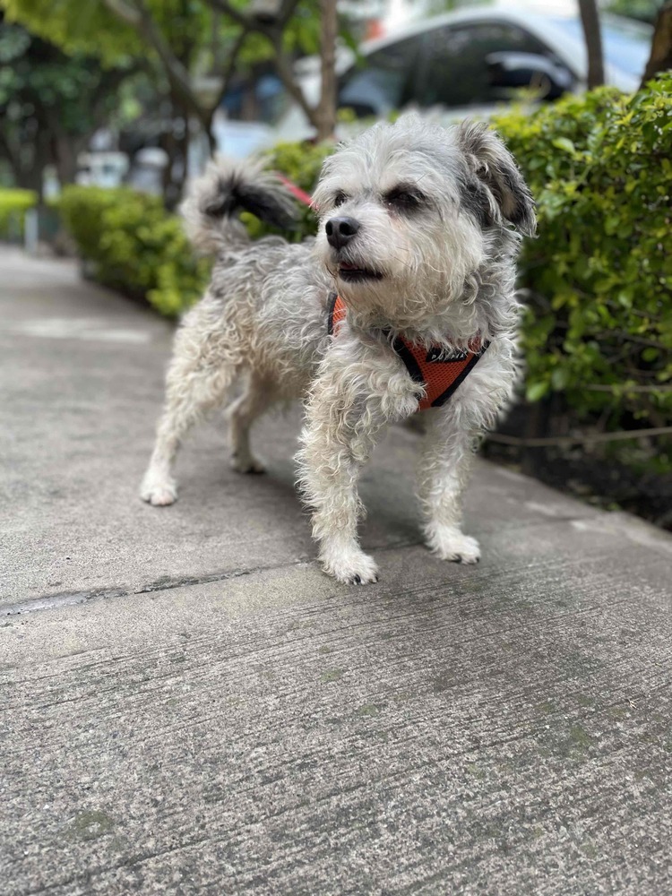 ZORRO, an adoptable Schnauzer, Poodle in Langley, BC, V2Y 3K1 | Photo Image 3