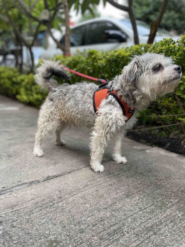 ZORRO, an adoptable Schnauzer, Poodle in Langley, BC, V2Y 3K1 | Photo Image 4