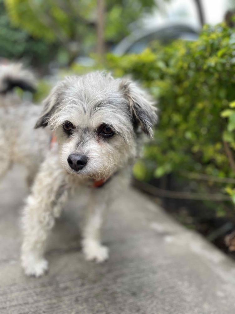 ZORRO, an adoptable Schnauzer, Poodle in Langley, BC, V2Y 3K1 | Photo Image 5