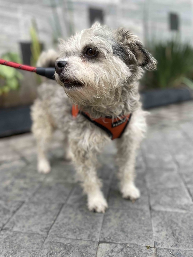ZORRO, an adoptable Schnauzer, Poodle in Langley, BC, V2Y 3K1 | Photo Image 6