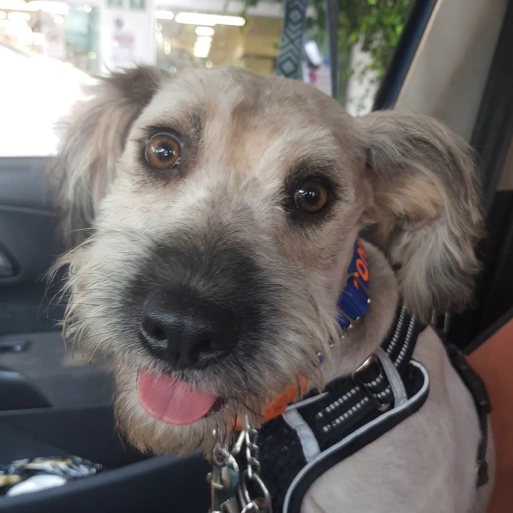 PENELOPE, an adoptable Terrier in Langley, BC, V2Y 3K1 | Photo Image 1