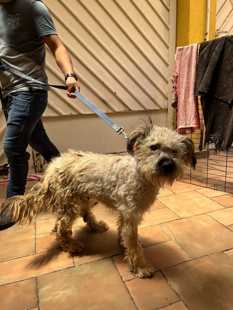 PENELOPE, an adoptable Terrier in Langley, BC, V2Y 3K1 | Photo Image 2