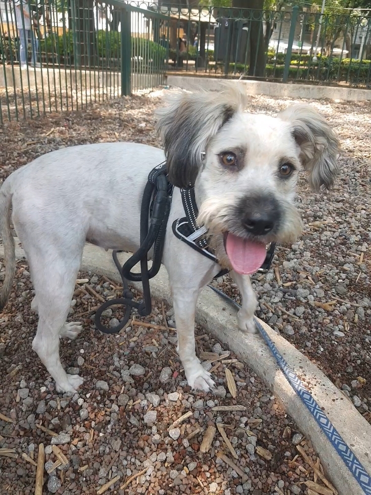 PENELOPE, an adoptable Terrier in Langley, BC, V2Y 3K1 | Photo Image 3