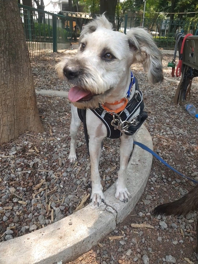 PENELOPE, an adoptable Terrier in Langley, BC, V2Y 3K1 | Photo Image 4