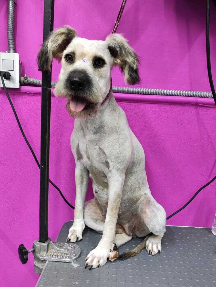 PENELOPE, an adoptable Terrier in Langley, BC, V2Y 3K1 | Photo Image 5