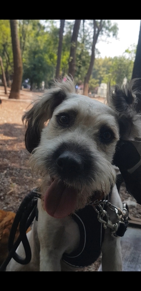 PENELOPE, an adoptable Terrier in Langley, BC, V2Y 3K1 | Photo Image 6