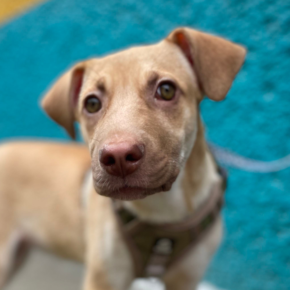 BELLA, an adoptable Labrador Retriever in Langley, BC, V2Y 3K1 | Photo Image 1