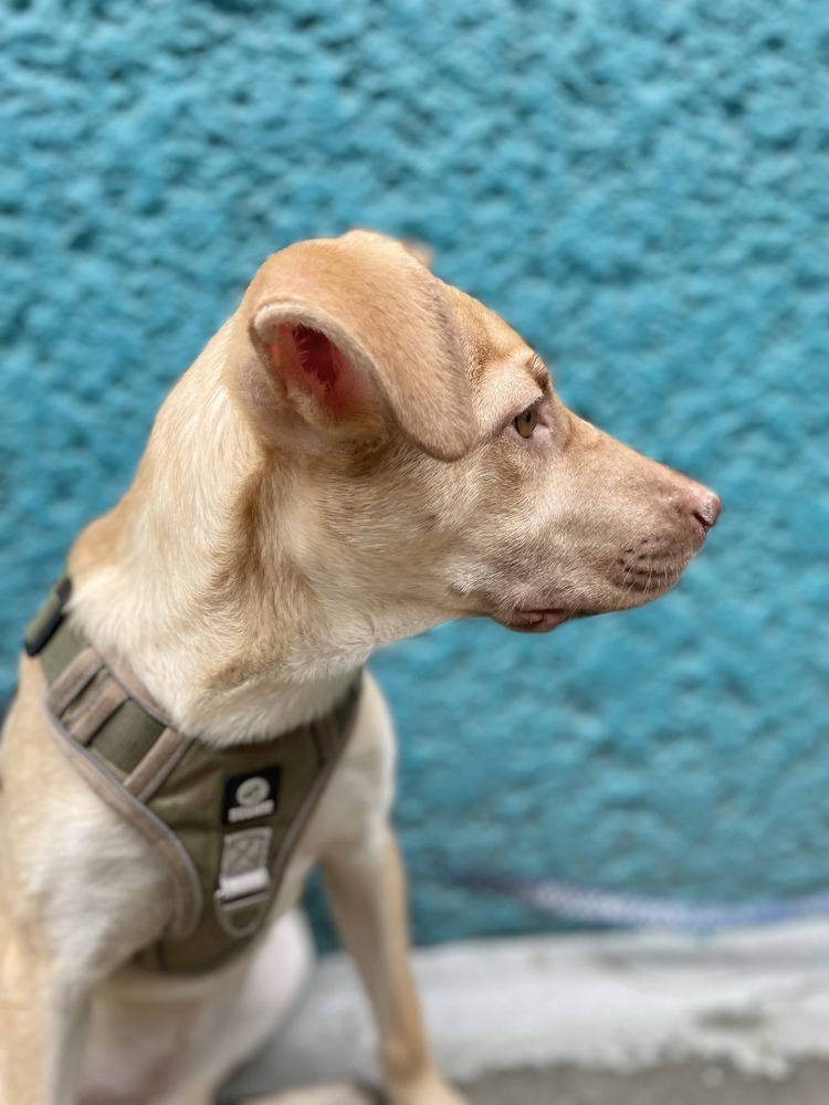 BELLA, an adoptable Labrador Retriever in Langley, BC, V2Y 3K1 | Photo Image 2