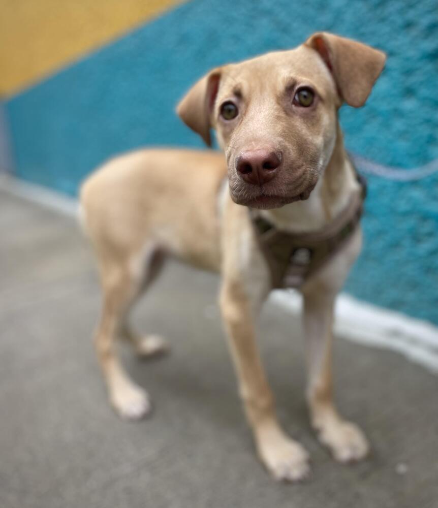 BELLA, an adoptable Labrador Retriever in Langley, BC, V2Y 3K1 | Photo Image 3