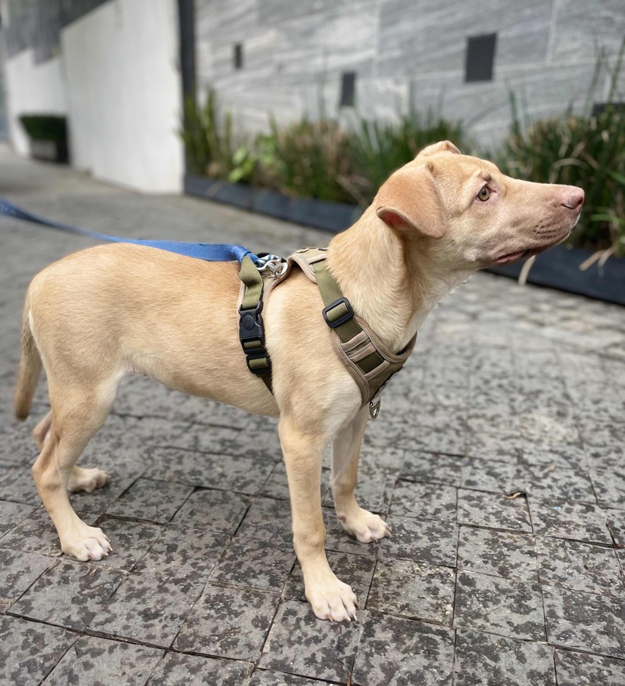 BELLA, an adoptable Labrador Retriever in Langley, BC, V2Y 3K1 | Photo Image 4