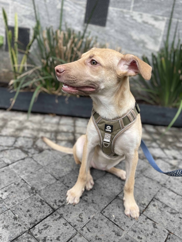 BELLA, an adoptable Labrador Retriever in Langley, BC, V2Y 3K1 | Photo Image 5