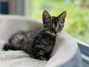 Peanut