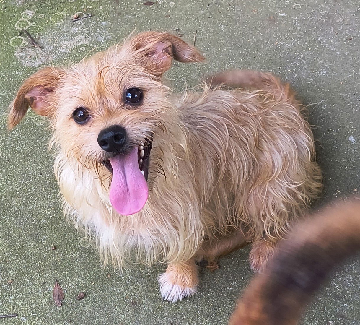 Benji