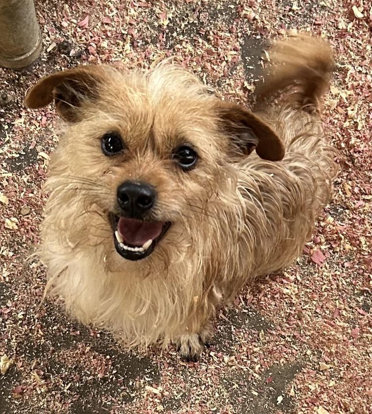 Benji