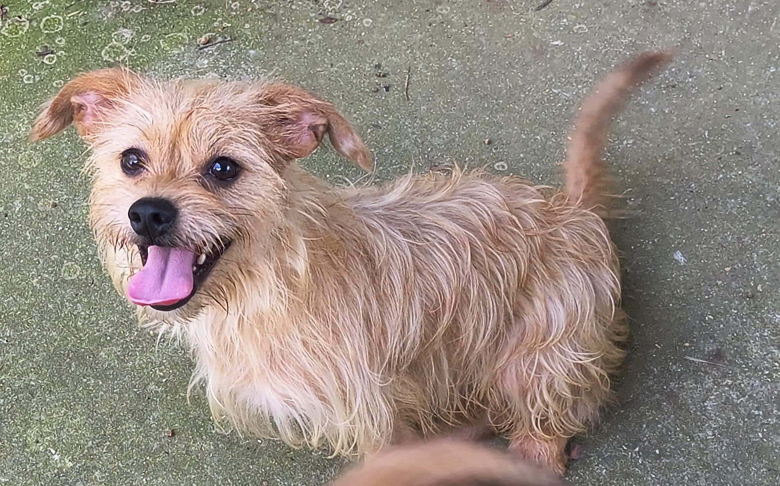 Benji
