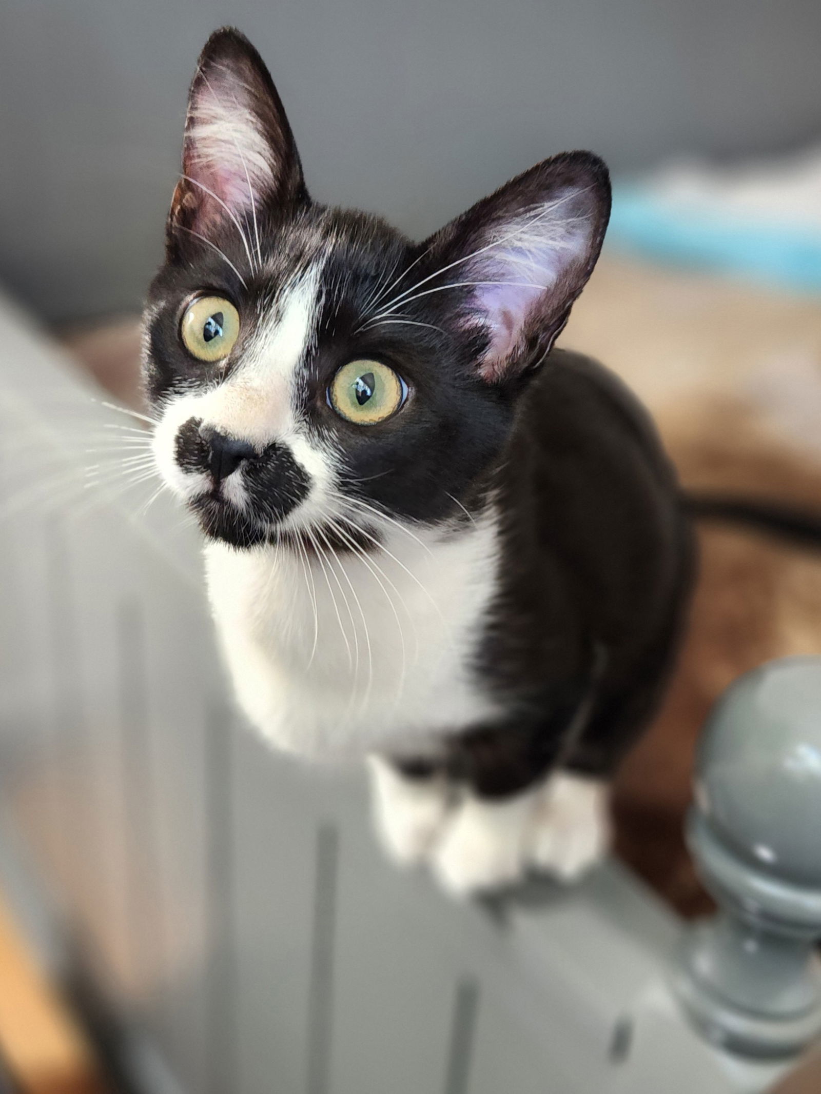 Stachie