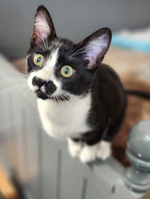 Stachie, Baby Female Domestic Short Hair