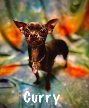 Curry