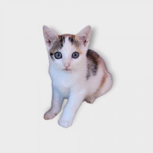 Jessica (courtesy post/preadopt) Domestic Short Hair Cat