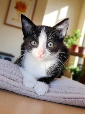 Jayjay (preadopt) (courtesy post) Domestic Short Hair Cat