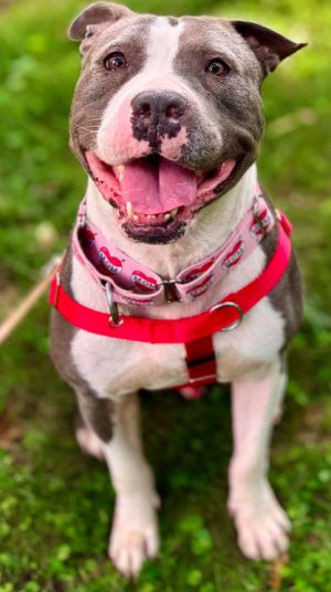 Sylvan American Staffordshire Terrier Dog