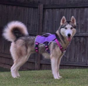 Khloe Husky Dog