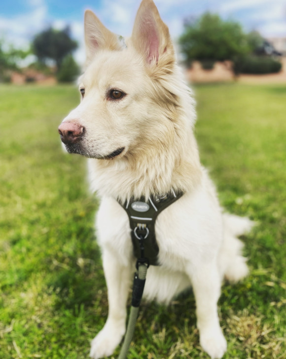 FLOKI #2, an adoptable Samoyed in Chandler, AZ, 85249 | Photo Image 1