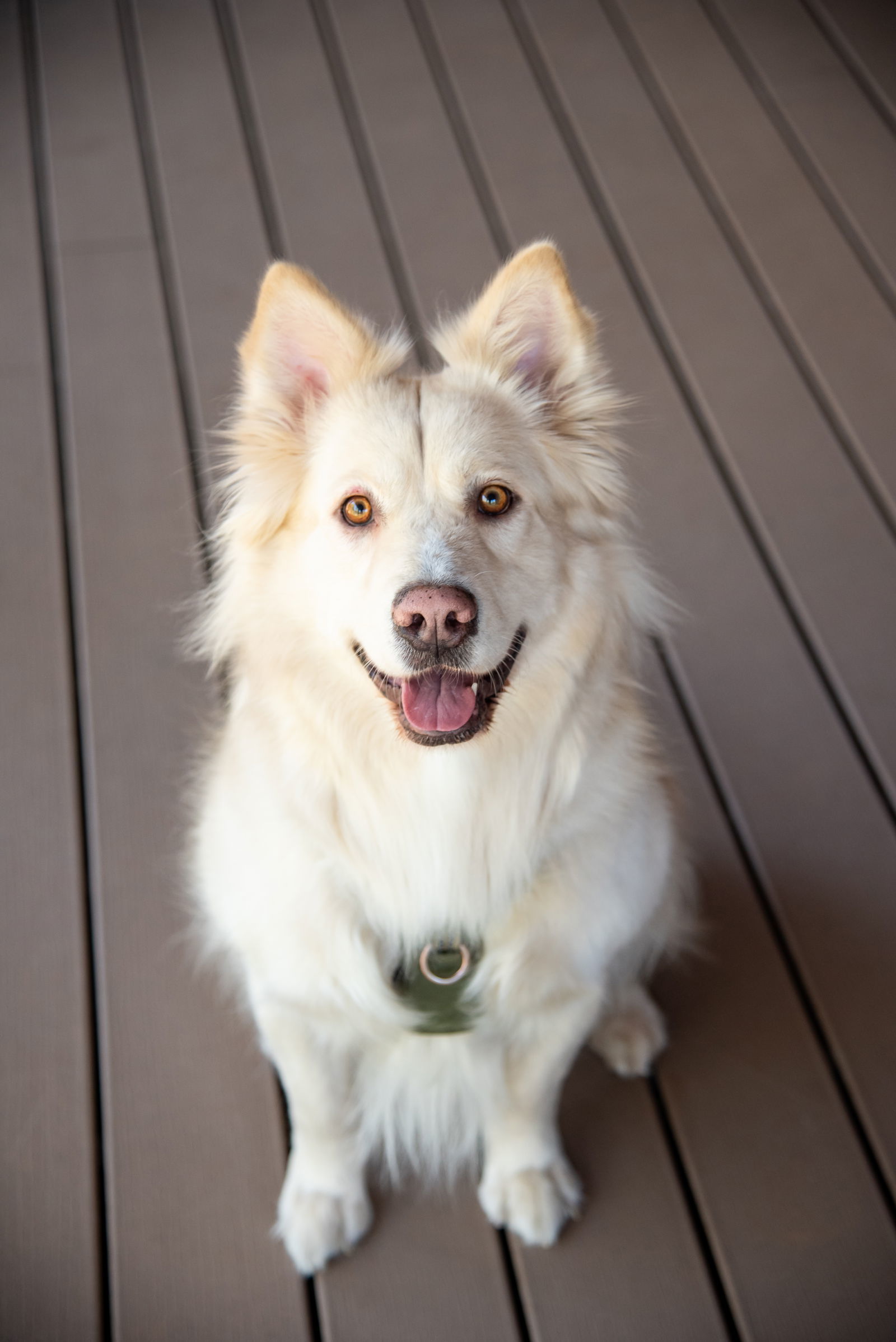 FLOKI #2, an adoptable Samoyed in Chandler, AZ, 85249 | Photo Image 2