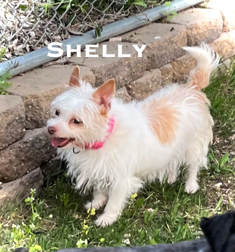 Shelly
