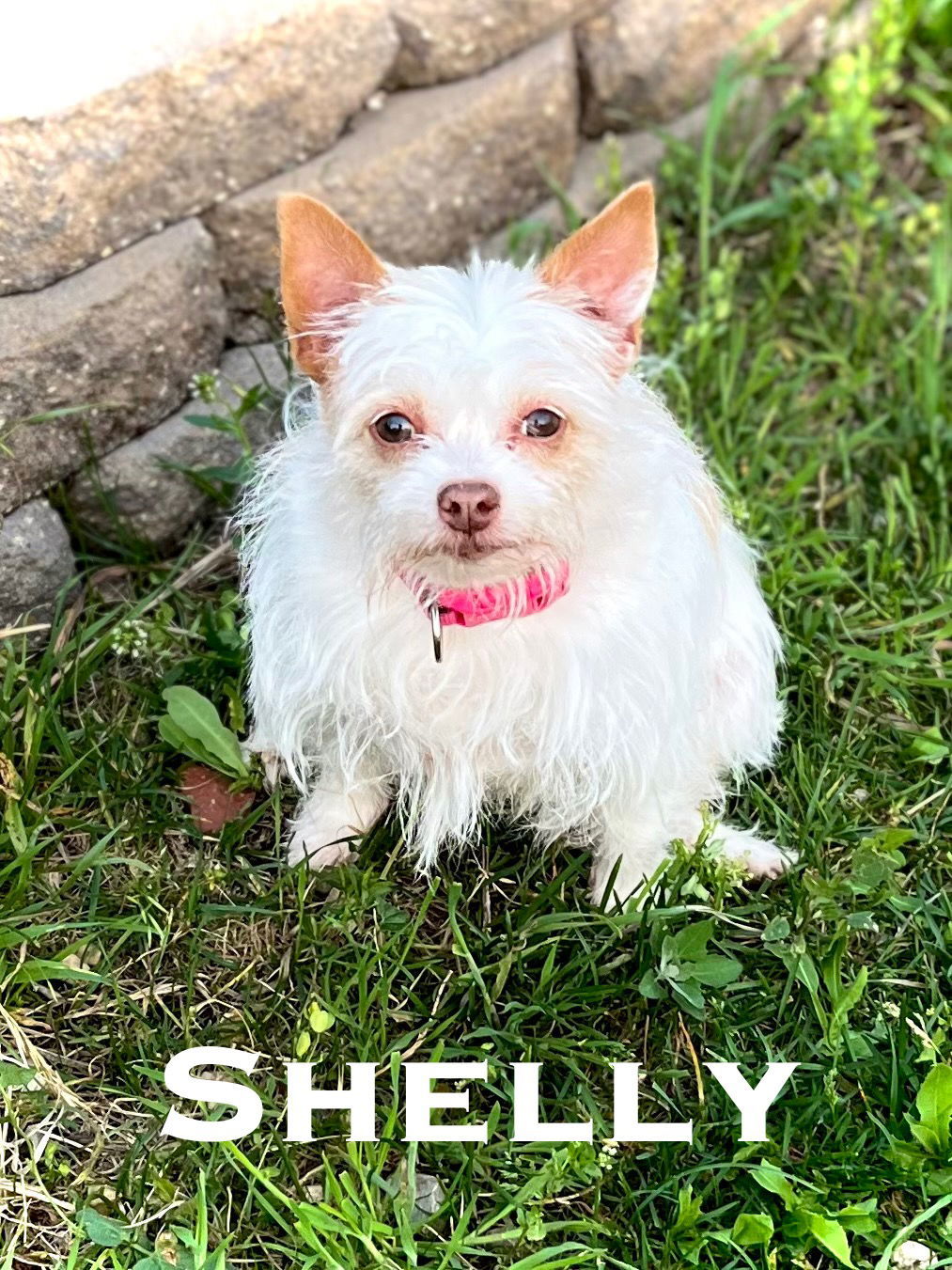 Shelly