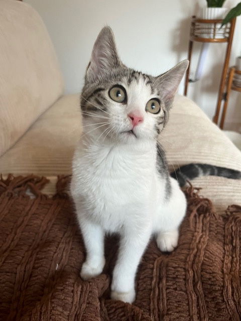 Karena KITTEN