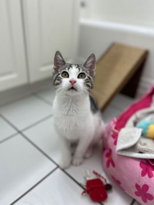 Karena KITTEN, Baby Female Domestic Short Hair